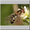 Eupeodes lapponicus - Feldschwebfliege w01 Deister.jpg